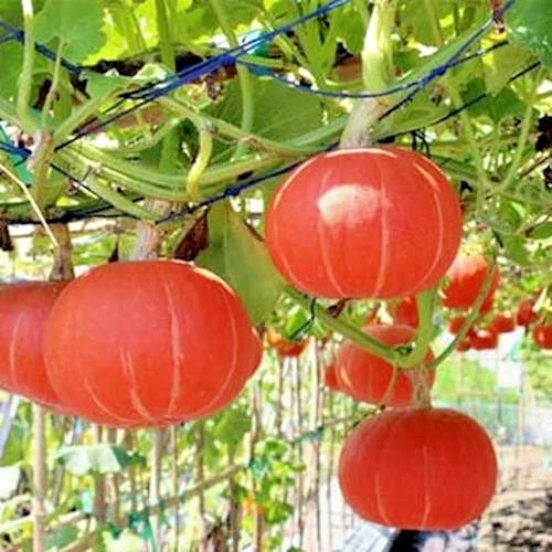 Japanese Kabocha Squash Seeds (Cucurbita maxima 'Kabocha') – 50+ Premium Fresh Heirloom Sweet Japanese Pumpkin Seeds
