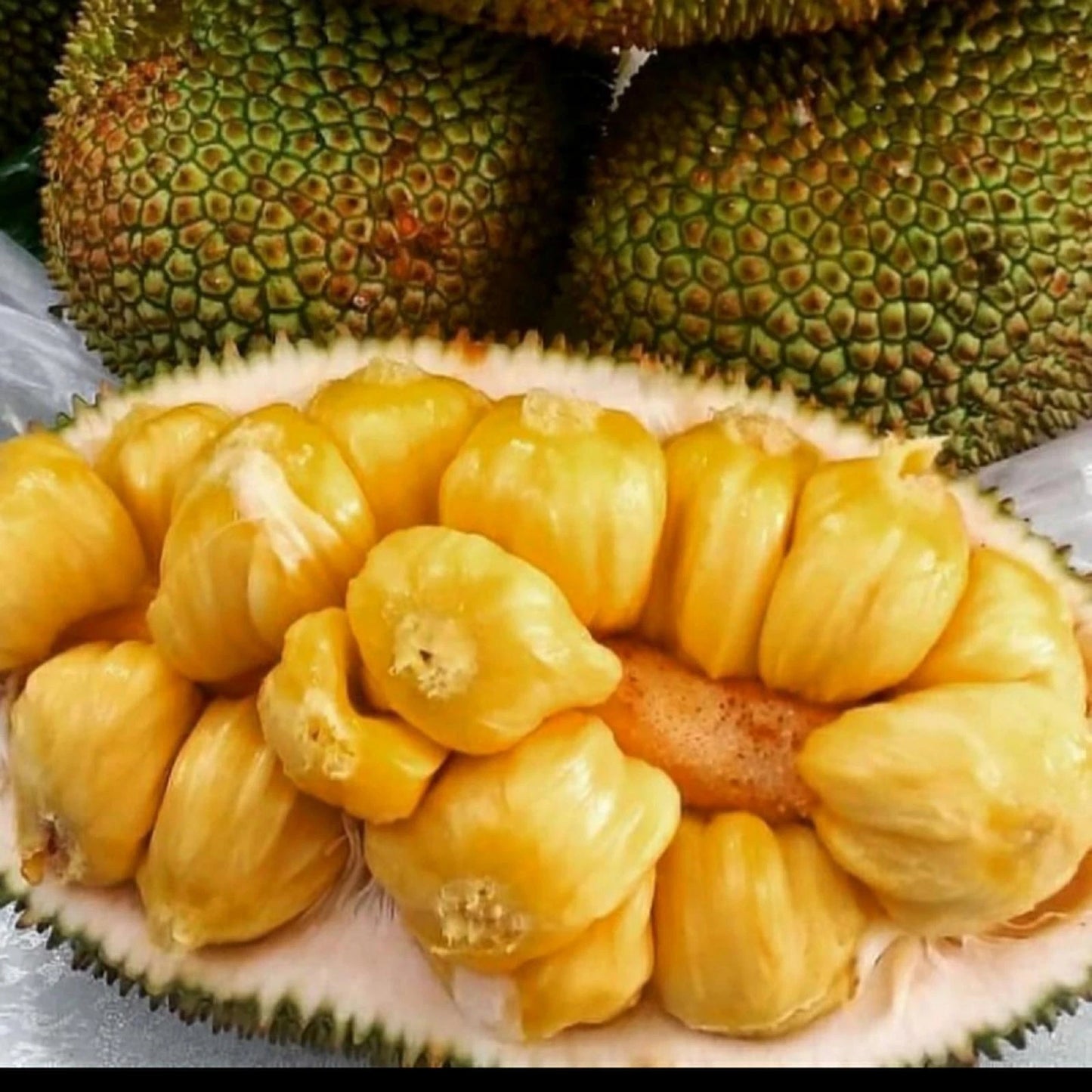 Grafted Tropical Fruit Seedlings (Jackfruit, Cempedak, Durian)