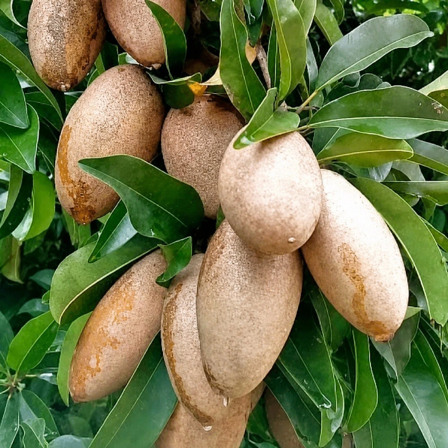 Grafted 'Cucumber' Sapodilla (Sawo) – Rare Tropical Fruit Tree