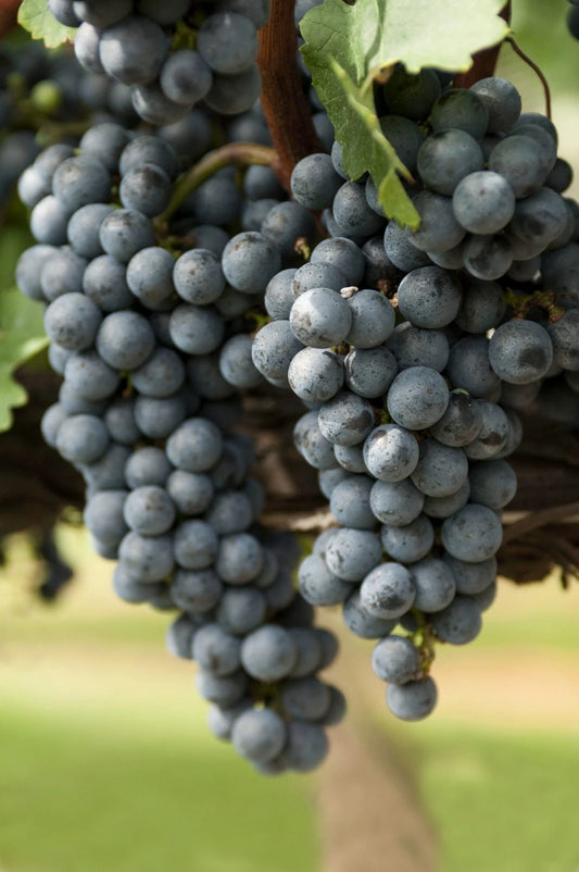 Black Muscat Grape Seeds (Vitis vinifera / 100+ Premium Aromatic Dessert & Wine Grape Seeds) – Premium Exotic Botanical Specimen Plant Seeds for Planting