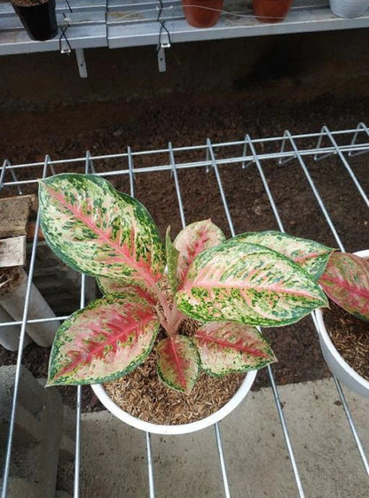 Rare Aglaonema Sweet Dream Live Plant - Premium Tropical Chinese Evergreen Houseplant