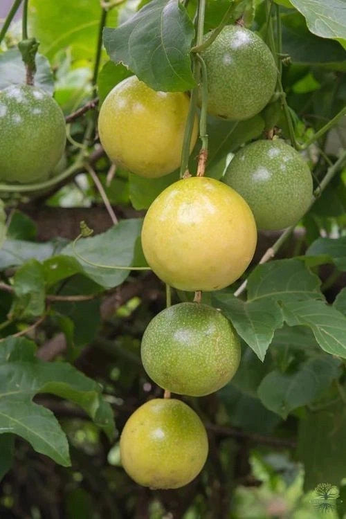 Yellow Passion Fruit Seeds 2,000+ pcs (Passiflora edulis f. flavicarpa) – Premium Certified Sweet Exotic Maracuya Vine Plant Seeds for Planting