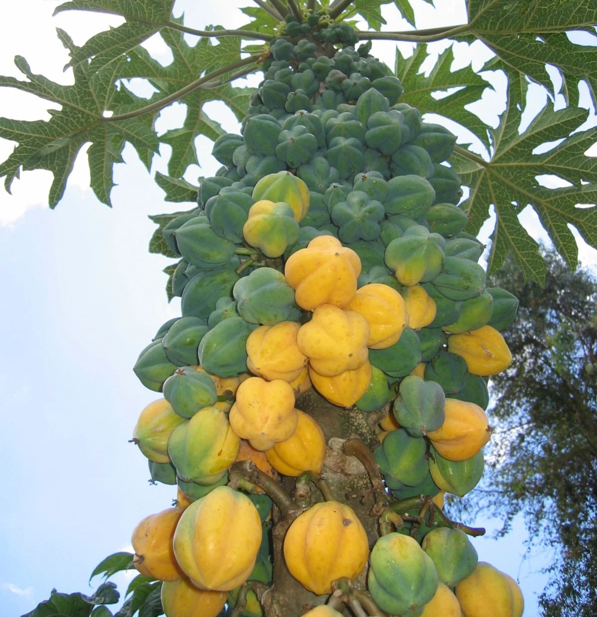 Premium Mountain Papaya Seeds (Vasconcellea pubescens) – High-Altitude Tropical 'Carica' Hybrid Seeds (150+ Count)