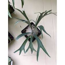 Platycerium Blue Vista Rare Tropical Indoor Outdoor