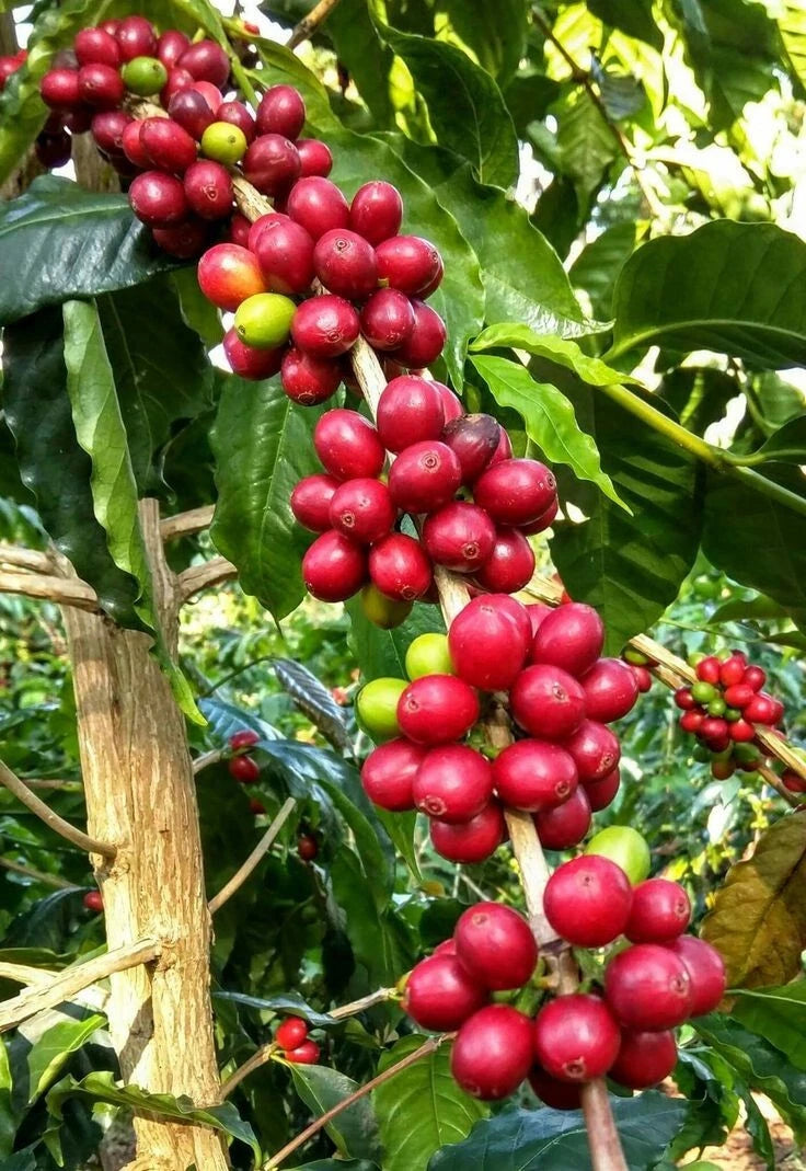 Kent Coffee Seeds 2,000+ (Coffea arabica var. Kent) – Bulk Heirloom High-Altitude Specialty Coffee Beans for Planting