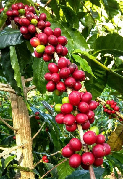 Kent Coffee Seeds 2,000+ (Coffea arabica var. Kent) – Bulk Heirloom High-Altitude Specialty Coffee Beans for Planting