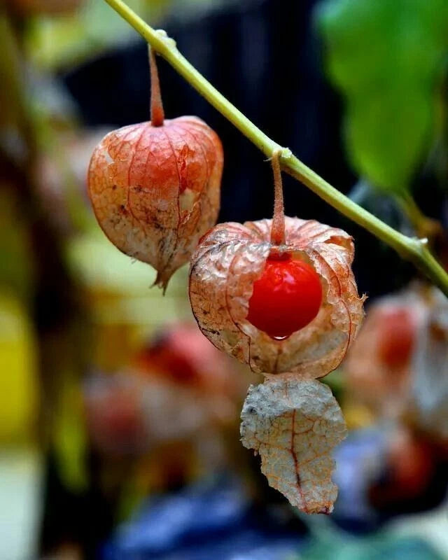 250+ 'Red Big' Physalis Seeds (Physalis peruviana) – Elite 'Red Golden Berry' / Ciplukan Botanical Specimen (Collectors Quality)