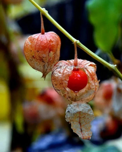 250+ 'Red Big' Physalis Seeds (Physalis peruviana) – Elite 'Red Golden Berry' / Ciplukan Botanical Specimen (Collectors Quality)
