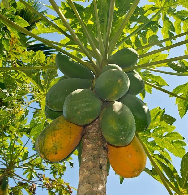 Havana Papaya Seeds (Carica papaya 'Havana') – 150+ Premium Fresh Sweet Caribbean-Style Havana Papaya Seeds