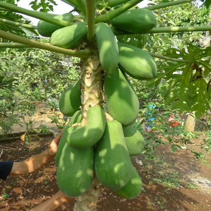 Premium Callina Papaya Seeds (Carica papaya var. Callina) – Red Pawpaw Tropical Fruit Tree Seeds for Planting (150+ Pcs)
