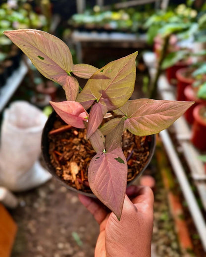 Stunning Syngonium Pink Emerald – Rare Tropical Indoor & Outdoor Variegated Plant