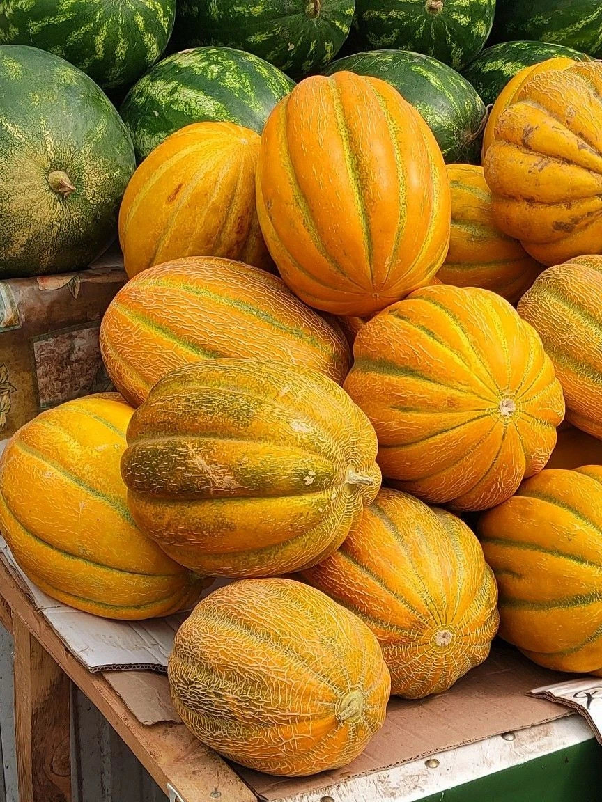 Cantaloupe Melon Blewah Seeds (Cucumis melo var. cantalupensis) – 1.000+ Premium Heirloom Sweet Indonesian Blewah / Cantaloupe Seeds