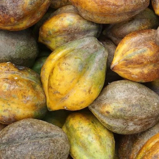150+ Mountain Papaya Dieng Seeds (Carica pubescens) – Rare Highland Frost-Tolerant Sweet Edible Fruit Tree Seeds for Planting