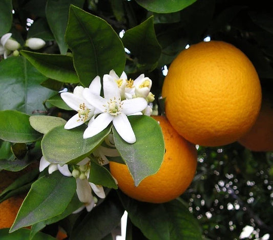 Wokam Orange Seeds (Citrus reticulata var. Wokam) – Premium Certified High-Yield Specialty Sweet Mandarin Orange Fruit Tree Seeds for Planting (100 Pcs)