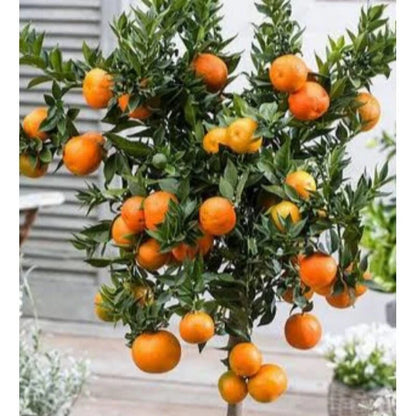 Fresh Wokam Orange Seeds (Citrus reticulata var. Wokam) – Premium Sweet Mandarin Citrus Fruit Tree Seeds for Planting (100+ Pcs)