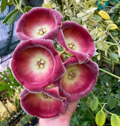 Hoya lauterbachii - Rare Papua Tropical Wax Plant