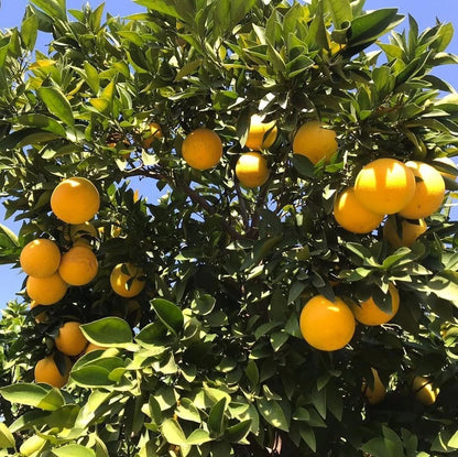Valencia Orange Seeds (Citrus sinensis 'Valencia') – 30++ Premium Fresh High-Yield Sweet Juice Orange Seeds
