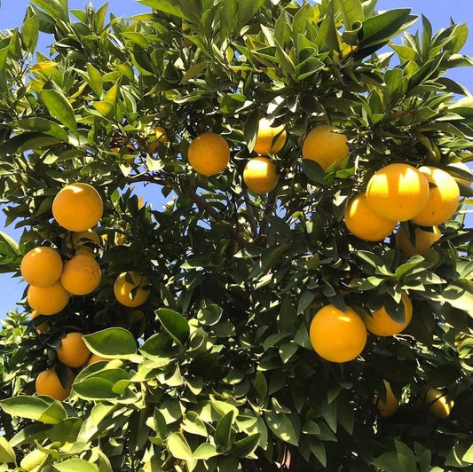 Valencia Orange Seeds (Citrus sinensis 'Valencia') – 30++ Premium Fresh High-Yield Sweet Juice Orange Seeds