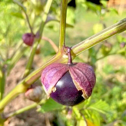 250+ 'Purple' Physalis Seeds (Physalis angulata) – Rare 'Ciplukan' Botanical Specimen (Collectors Quality)