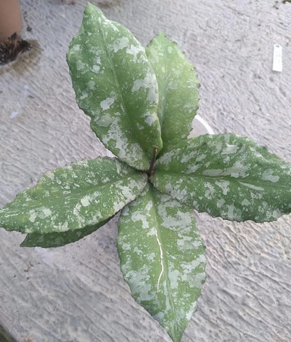 Premium Hoya Undulata Army Green Live Plant (Hoya undulata) – Rare Bornean Wax Plant Specimen with Distinctive Wavy Foliage for Collectors