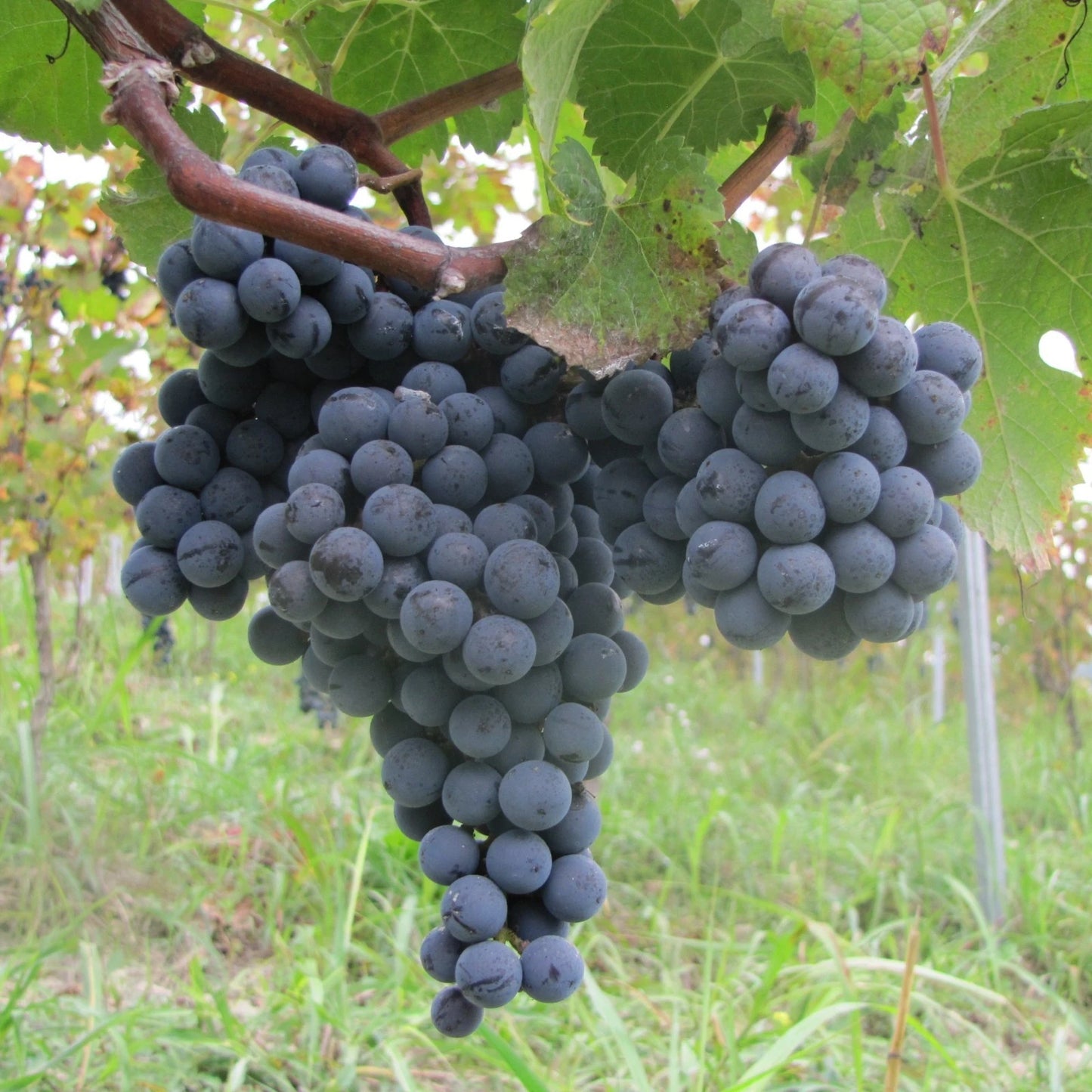 Montreal Blue Grape Seeds (Vitis vinifera) – 100 Premium Northern Blue Table Grape Seeds