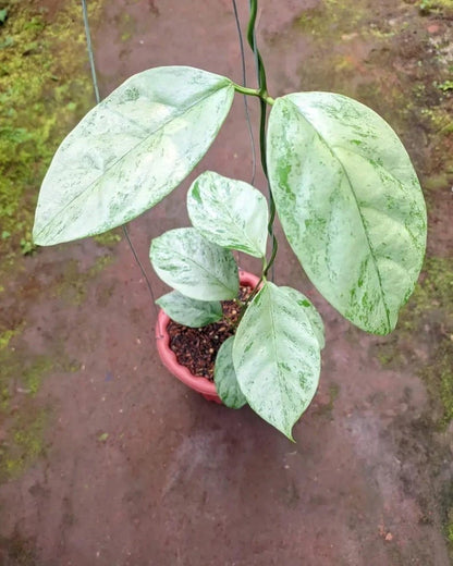 Hoya Coriacea 'Silver' – Rare Tropical Indoor Outdoor Wax Plant Certified Live Specimen for Planting