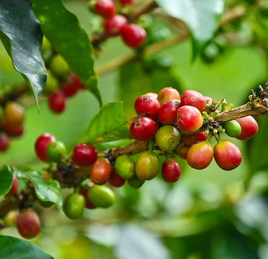 Villa Sarchi Coffee Seeds (Coffea arabica / 120+ Dwarf Bourbon Coffee Bean Seeds) – Premium Exotic Botanical Specimen Plant Seeds for Planting