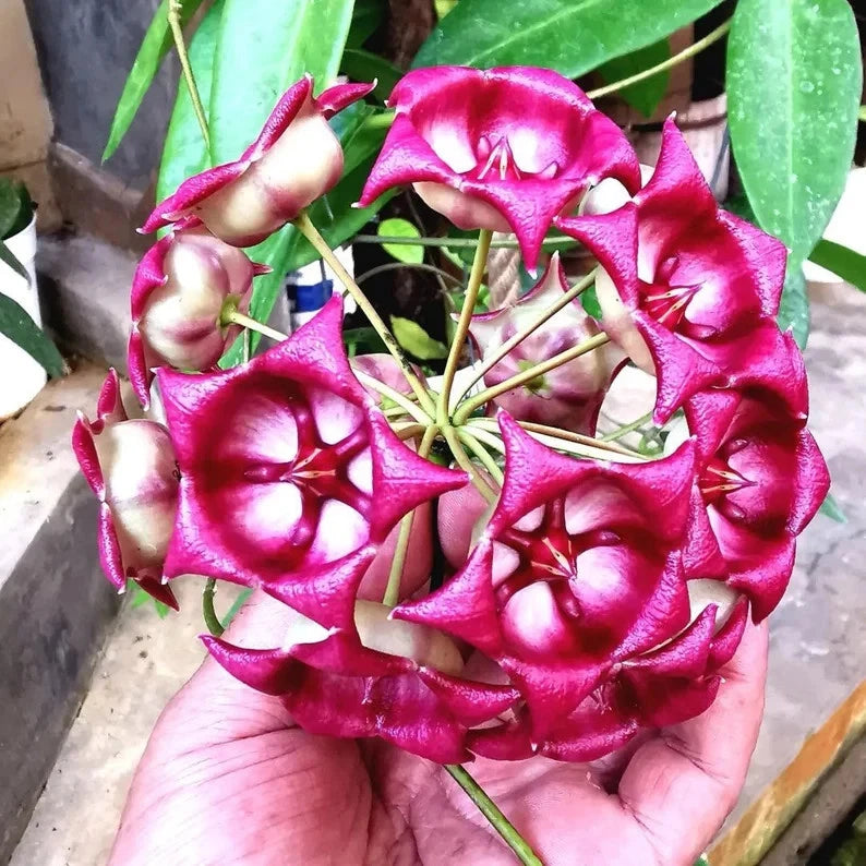 Hoya Archboldiana Rare Tropical Indoor Outdoor Wax Plant Seeds / Cuttings (Hoya archboldiana) – Premium Certified Giant Cup Waxflower Plant for Planting