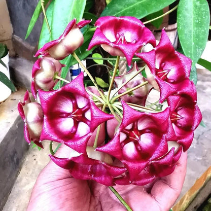 Hoya Archboldiana Rare Tropical Indoor Outdoor Wax Plant Seeds / Cuttings (Hoya archboldiana) – Premium Certified Giant Cup Waxflower Plant for Planting