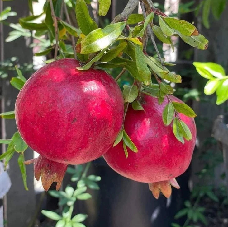 Rumi Pomegranate Seeds (Punica granatum) – 100 Premium Grenadine Seeds