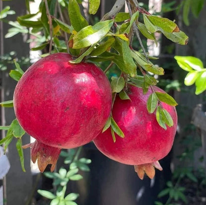 Rumi Pomegranate Seeds (Punica granatum) – 100 Premium Grenadine Seeds