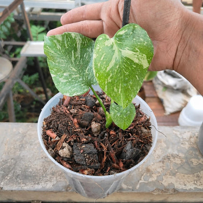 Monstera 'Medusa' Variegated - Ultra-Rare Collector’s Specimen