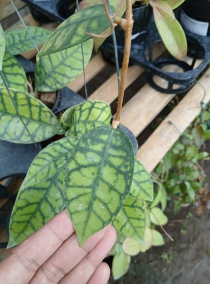 Hoya Finlaysonii Black Eagle Sp Tabalong Rare Tropical Indoor Outdoor Wax Plant – Premium Dark Veined Foliage Wax Plant Climbing & Trailing Vine Specimen for Indoor & Outdoor Display