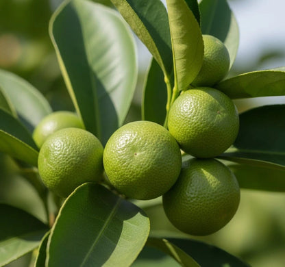 Kabosu Lime Seeds (Citrus sphaerocarpa) – 100 Premium Japanese Citrus Seeds