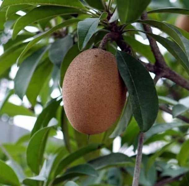 Alano Sapodilla Seeds (Manilkara zapota) – 35+ Premium Chikoo Seeds