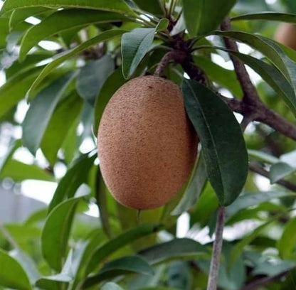 Alano Sapodilla Seeds (Manilkara zapota) – 35+ Premium Chikoo Seeds