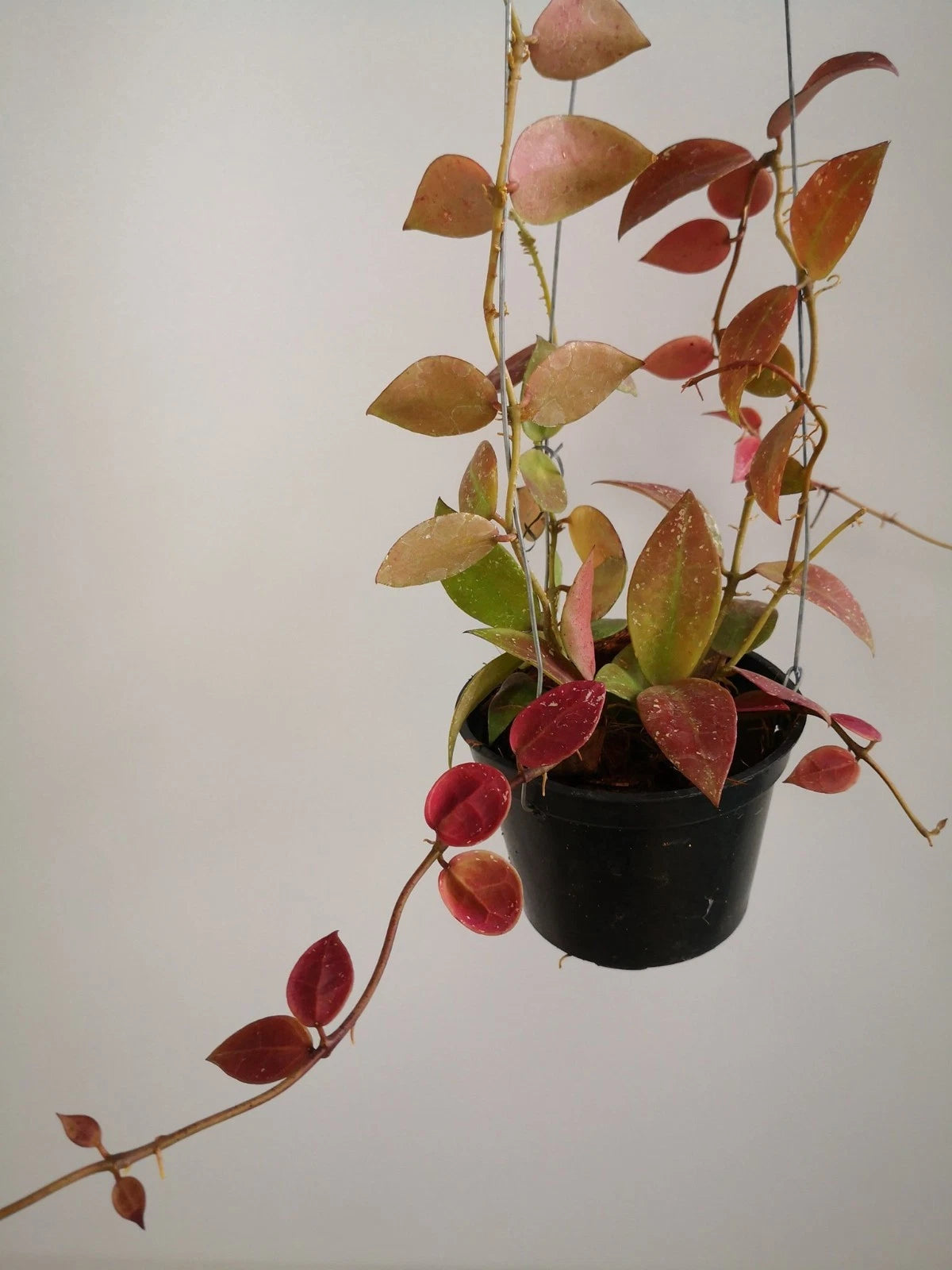 Hoya Walliniana Red Leaves Live Plant – Premium Certified Rare Tropical Indoor Outdoor Wax Plant Specimen for Planting
