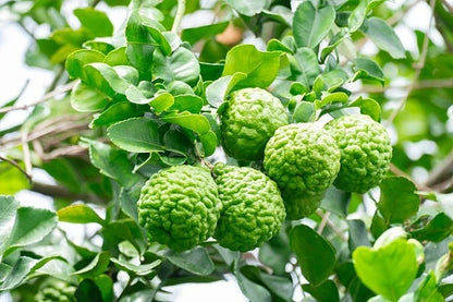 Kaffir Lime Seeds (Citrus hystrix) – 30++ Premium Fresh Makrut Lime / Double-Leaf Citrus Seeds for Planting