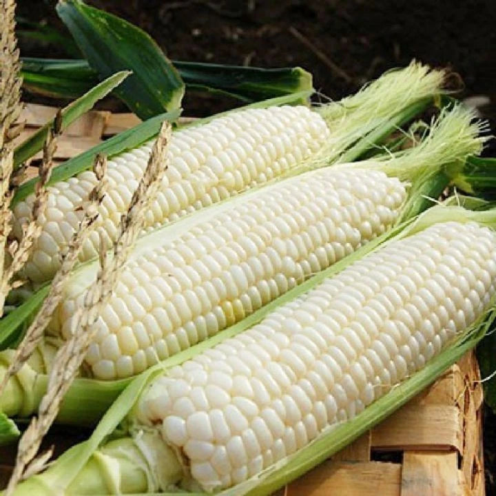 Premium White Waxy Corn Seeds (Zea mays ceratina) – Heirloom Sticky Sweet Corn Seeds for Planting (2,000+ Pcs)