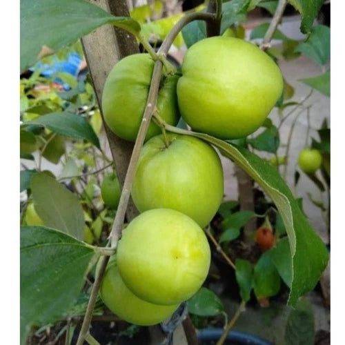Green Putsa Apple Seeds 120+ pcs (Ziziphus mauritiana) – Premium Certified Indian Jujube Sweet Fruit Tree Plant Seeds for Planting
