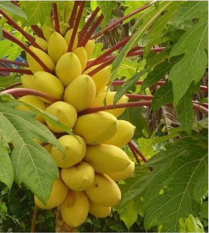 Extra Sweet Golden King Papaya Seeds (Carica papaya) – High-Yield Tropical Fruit Seeds for Planting