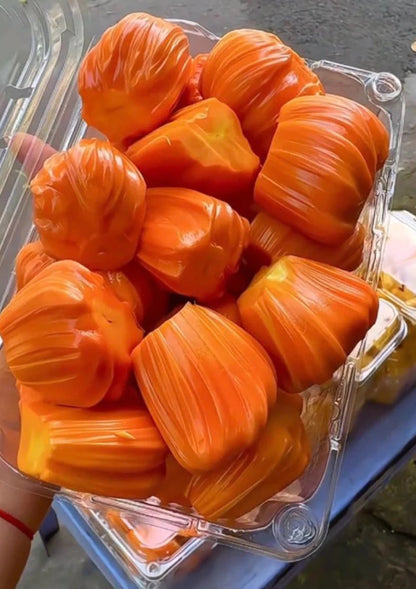 Red Thailand Jackfruit - Rare Grafted Sweet Fruit Tree