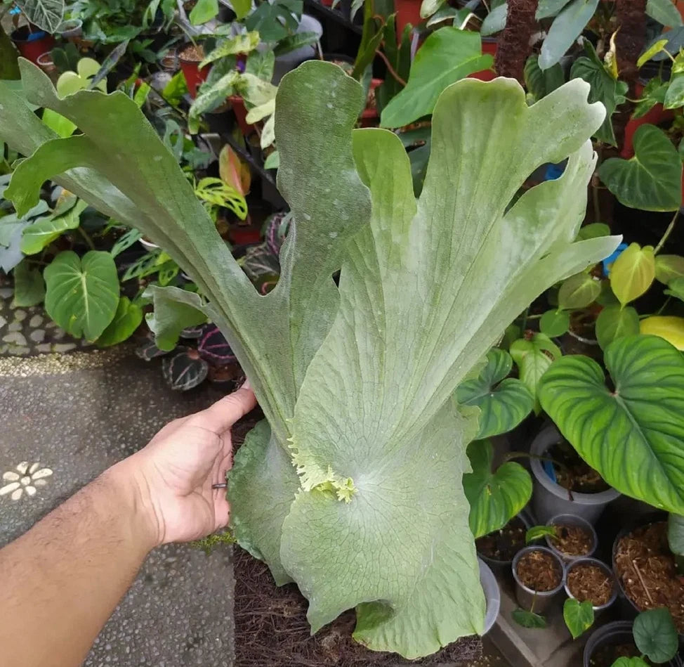 Platycerium Wandae Rare Exotic Fern – Premium Tropical Indoor & Outdoor Plant