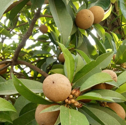 Fairchild Sapodilla (Manilkara zapota) – 35+ Premium Chikoo Seeds