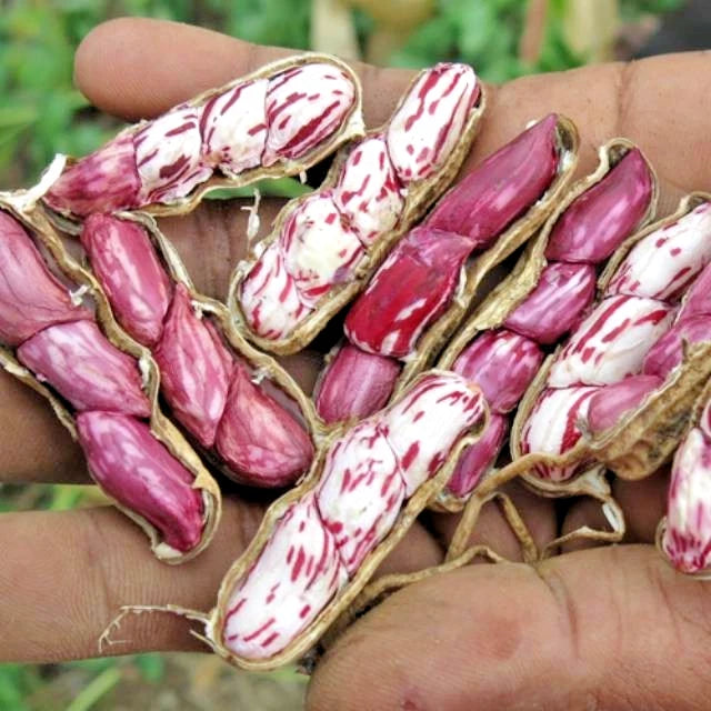 Batik Peanut (Arachis hypogaea) – 1,000+ Premium Seeds