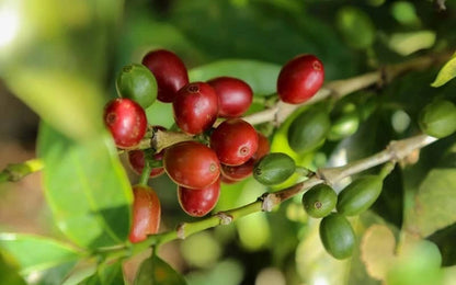 Laurina Coffee Seeds (Coffea arabica var. Laurina / Bourbon Pointu) – Rare Low-Caffeine Gourmet Coffee Bean Seeds for Planting (120 Pcs)