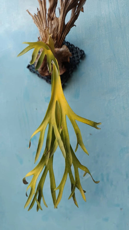Real Picture Platycerium Willinckii Golden Finger Mature Size Rare Tropical (Staghorn Fern Specimen) – Premium Botanical Houseplant & Epiphytic Fern for Growing