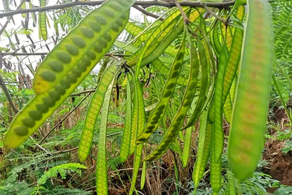 River Tamarind Ipil Ipil Seeds 2,000+ (Leucaena leucocephala) – Bulk Fast-Growing Leguminous Tree & Agroforestry Seeds for Planting