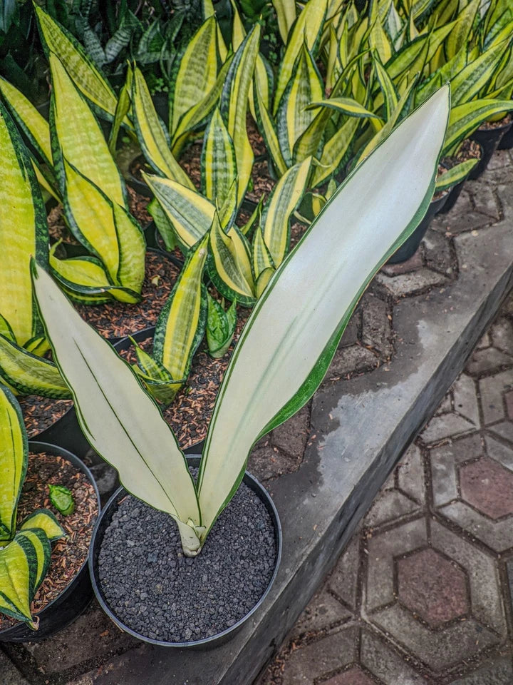 Sansevieria Beauty Queen Rare Snake Plant | Tropical Indoor Houseplant | Collector Sansevieria