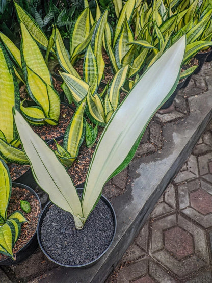 Sansevieria Beauty Queen Rare Snake Plant | Tropical Indoor Houseplant | Collector Sansevieria